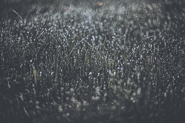 Rosée en niveaux de gris sur l'herbe