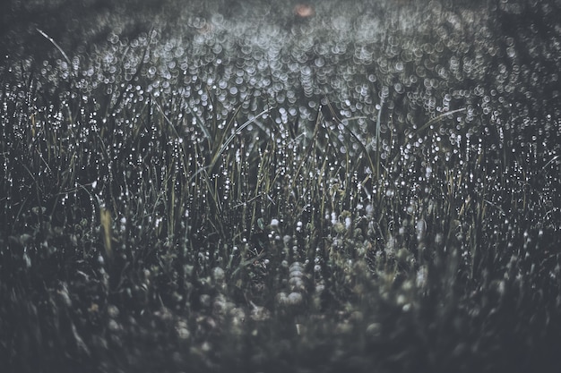 Rosée en niveaux de gris sur l'herbe