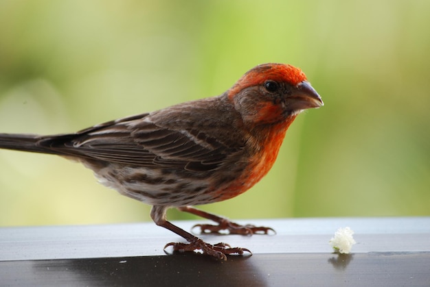 Roselin familier hawaïen avec une tête et une poitrine rouges sur une balustrade.