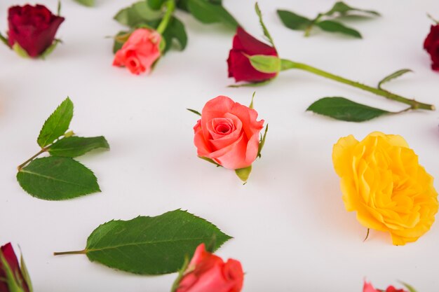 Roses et feuilles de gros plan