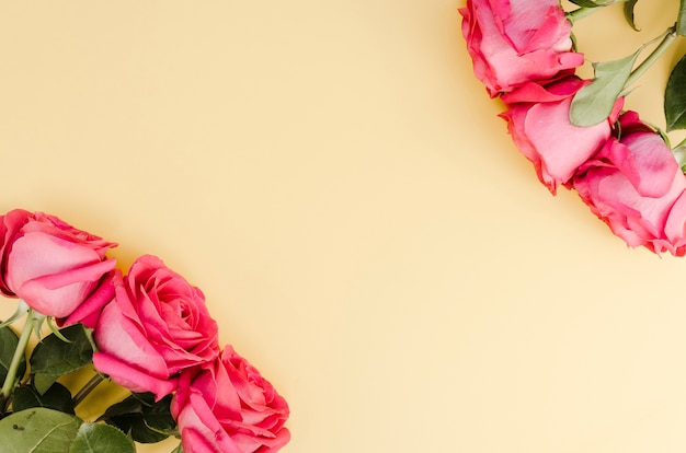Roses fraîches romantiques avec espace copie