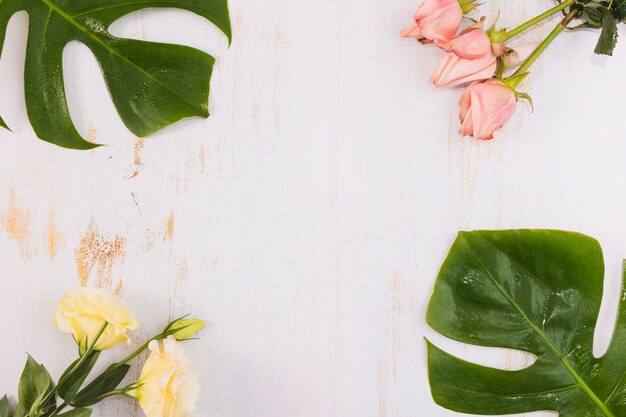 Roses et monstera feuilles sur fond blanc grunge