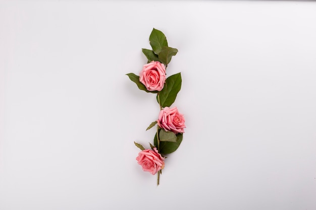 Photo gratuite roses roses et feuilles