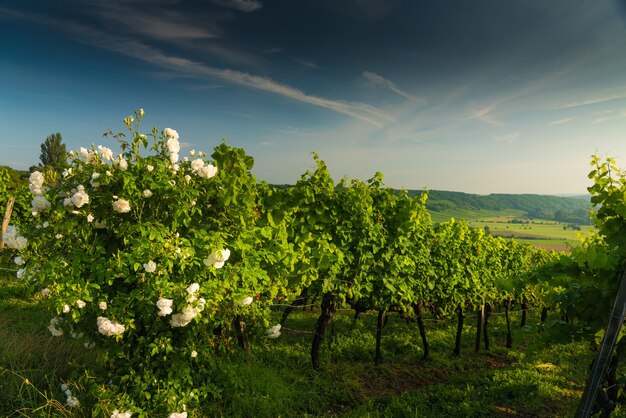 Rosier blanc fleuri dans le vignoble dans les collines au coucher du soleil