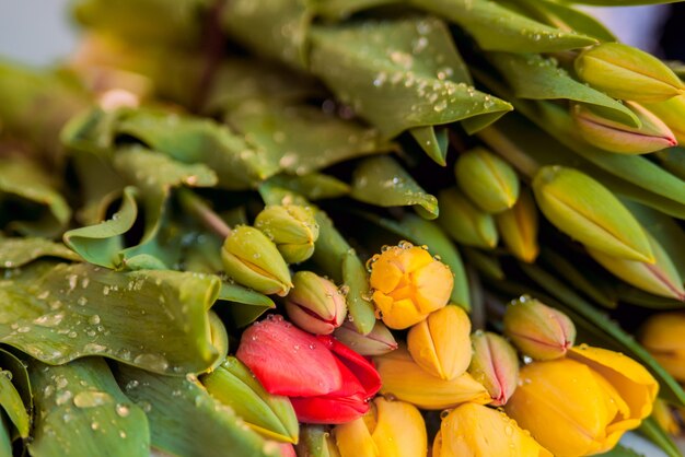 Rouge et jaune, tulipes colorées, fleurs. Bouquet de tulipes colorées près d&#39;un vieux fond en bois peint