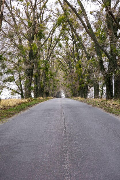 Une route asphaltée s'enfuyant au loin parmi des arbres denses