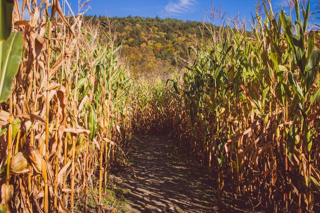 Route au milieu d'un champ de canne à sucre sur une journée ensoleillée avec une montagne à l'arrière