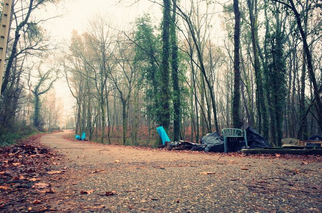 Route au milieu de grands arbres en Galice