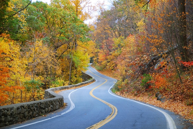 Route d'automne colorée et sinueuse