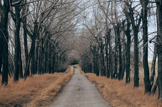 Route en béton entourée d'herbe sèche et d'arbres nus