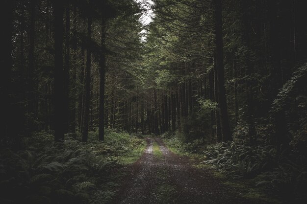 Route boueuse étroite et sinueuse dans une forêt sombre entourée de verdure et d'un peu de lumière venant d'en haut