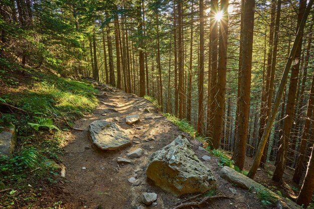 Route dans une belle allée forestière