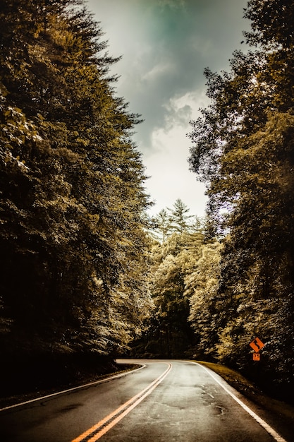 une route déserte au milieu de la forêt