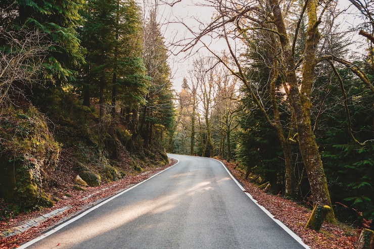 Photo gratuit route entourée de beaux arbres et plantes dans les forêts