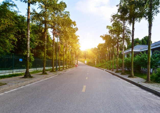 La route est dans les bois