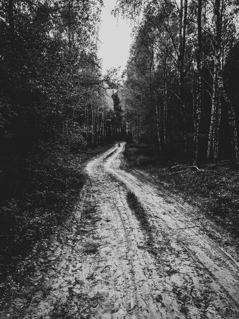 route forestière boueuse entourée de grands arbres en noir et blanc