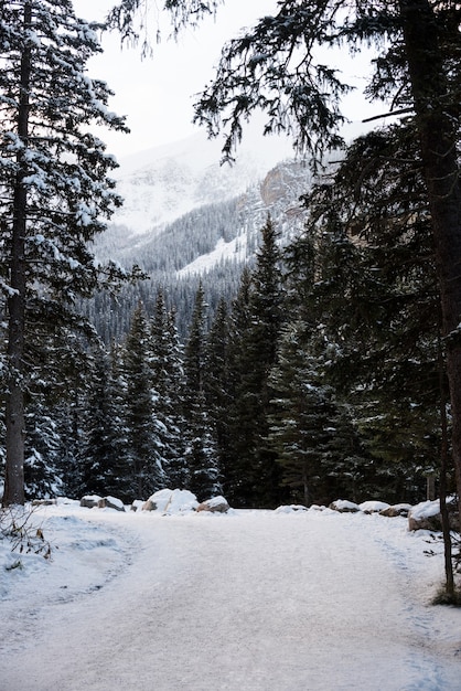 Route glacée entre des rangées d'arbres enneigés