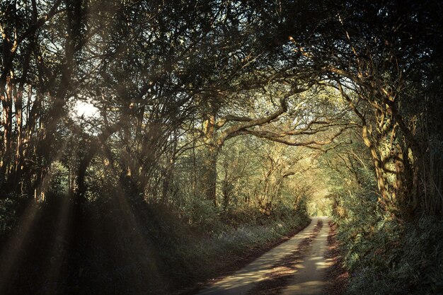 Route grise entre les arbres pendant la journée