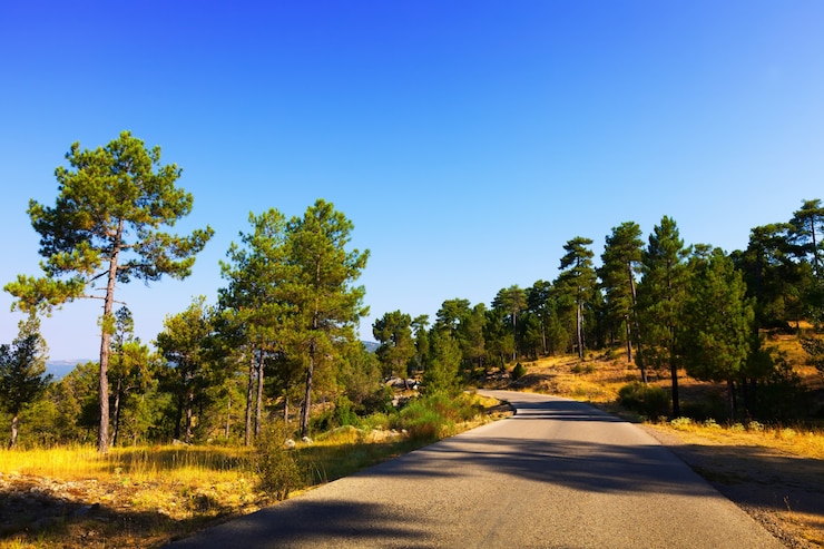 Photo gratuit route à travers la forêt des montagnes