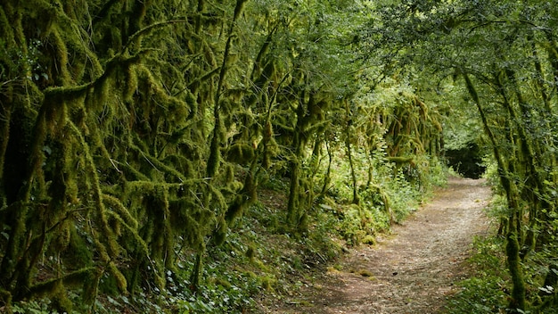 Photo gratuite une route vide entourée d'arbres verts moussus