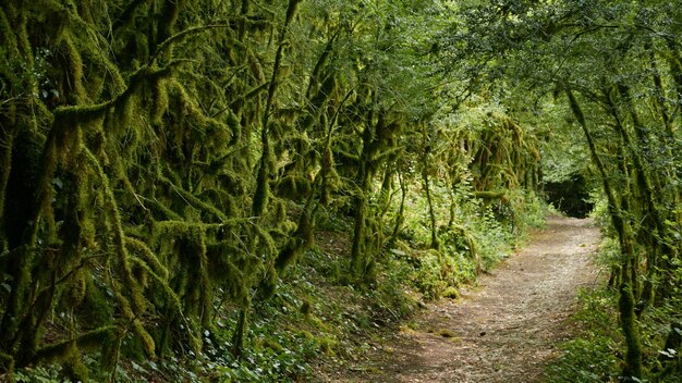 Une route vide entourée d'arbres verts moussus