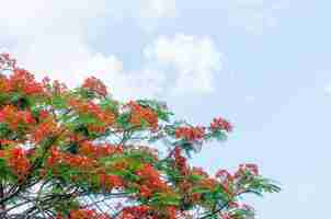 Photo gratuite royal poinciana tree