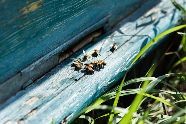 Photo gratuite ruche abeilles gros plan assis sur une ruche en bois