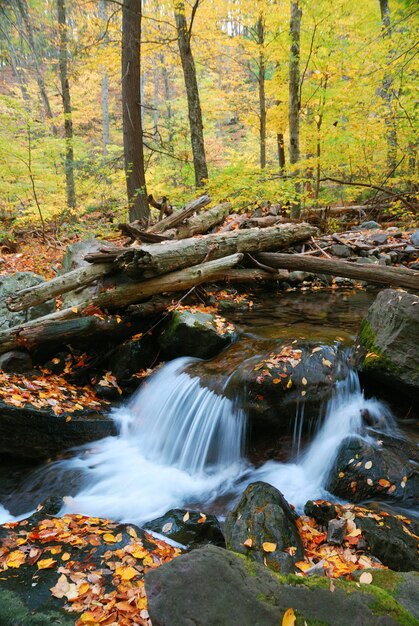 Ruisseau d'automne