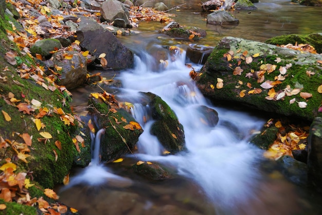 Ruisseau d'automne