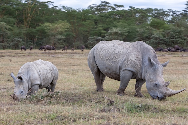 Photo gratuite safari - rhinocéros