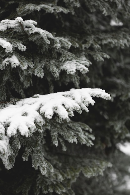 Photo gratuite saison d'hiver avec des feuilles congelées