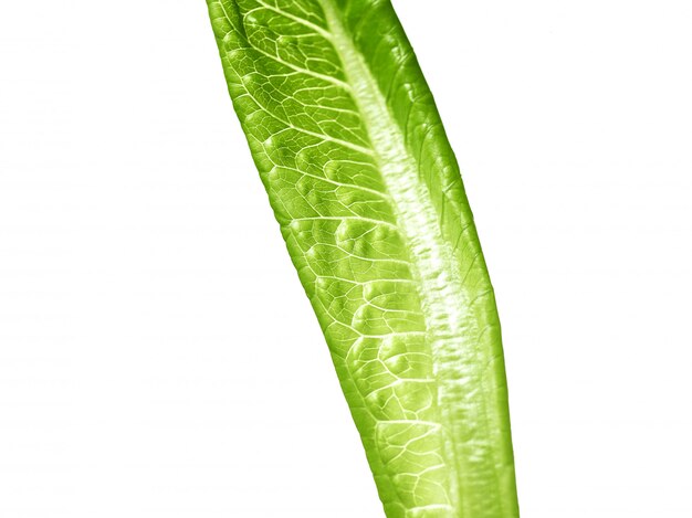 Salade de feuilles vertes de laitue isolé sur blanc