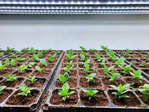 Salle spéciale équipée pour cultiver des plantes dans de bonnes conditions