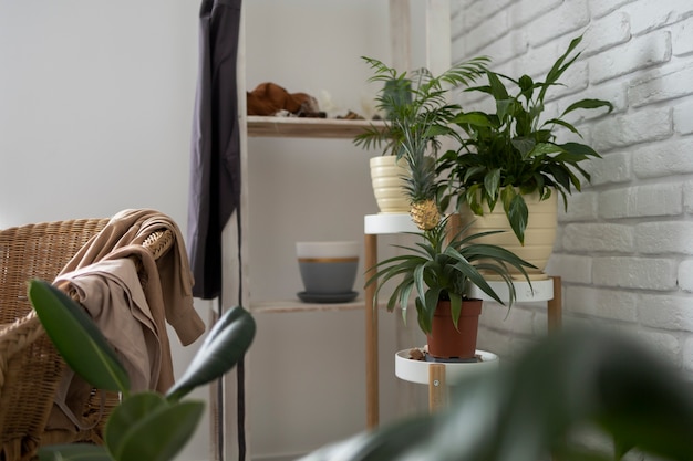 Salon désordonné à angle élevé avec des vêtements et des plantes