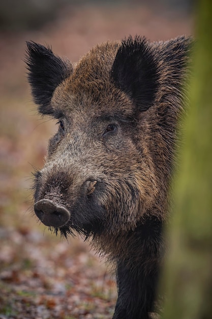 sanglier dans l'habitat naturel animal dangereux dans la forêt république tchèque nature sus scrofa