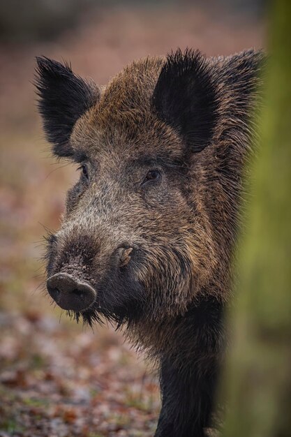 sanglier dans l'habitat naturel animal dangereux dans la forêt république tchèque nature sus scrofa