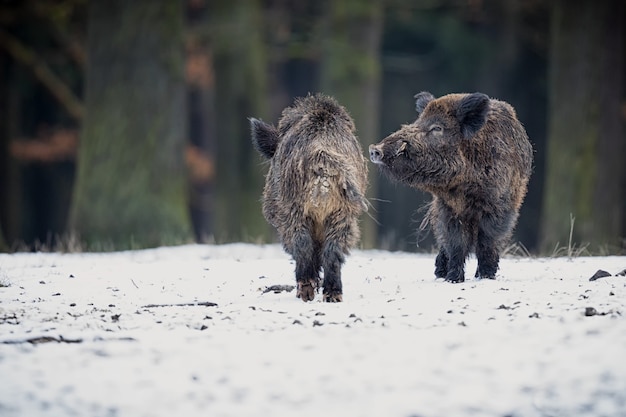 sanglier dans l'habitat naturel animal dangereux dans la forêt république tchèque nature sus scrofa