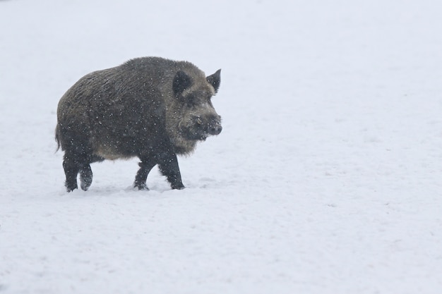 Sanglier dans l'habitat naturel. Sanglier européen. Sus scrofa.