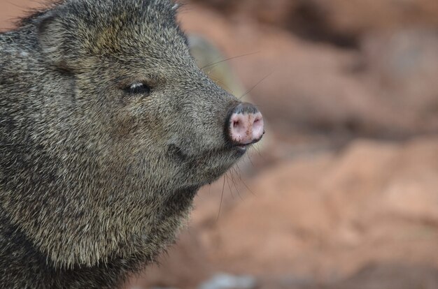 Sanglier sauvage debout dans la nature