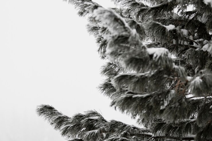 Photo gratuit sapin couvert de neige