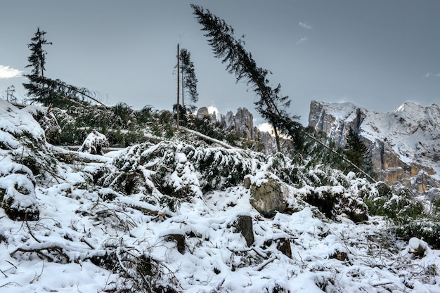 Sapins tombés sur le sol recouvert de neige entouré de hautes falaises rocheuses dans les Dolomites