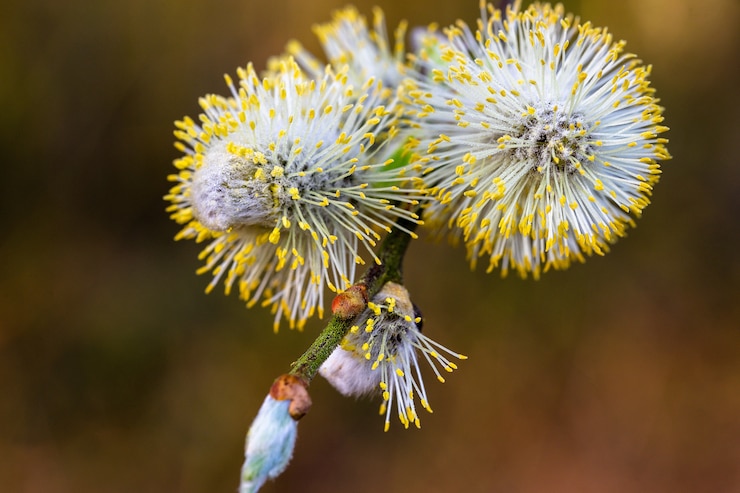 Photo gratuit saule chatons en fleurs