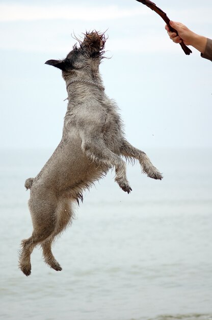 saut chien