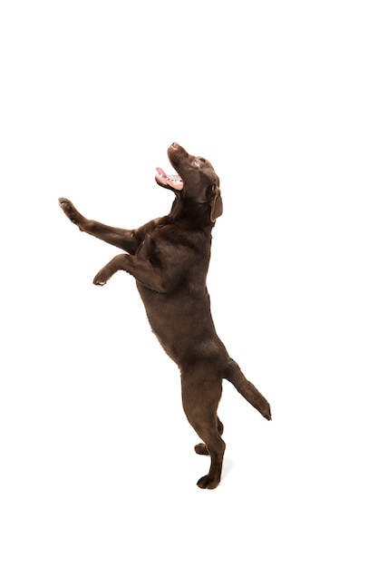 Sauter haut. Le labrador retriever brun, chocolat jouant sur studio blanc.