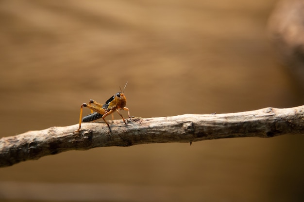 Sauterelle sur une brindille