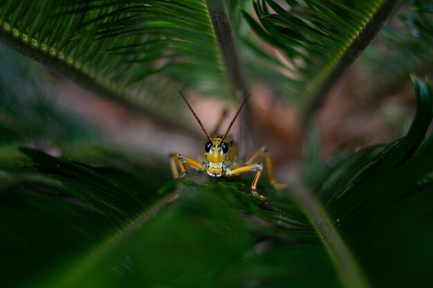 Sauterelle jaune assis sur l'herbe dans un jardin entouré de verdure avec un arrière-plan flou