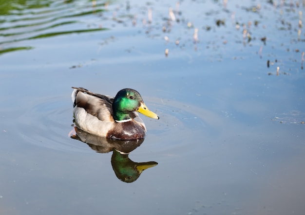 Sauvage jeune beau canard sur le lac