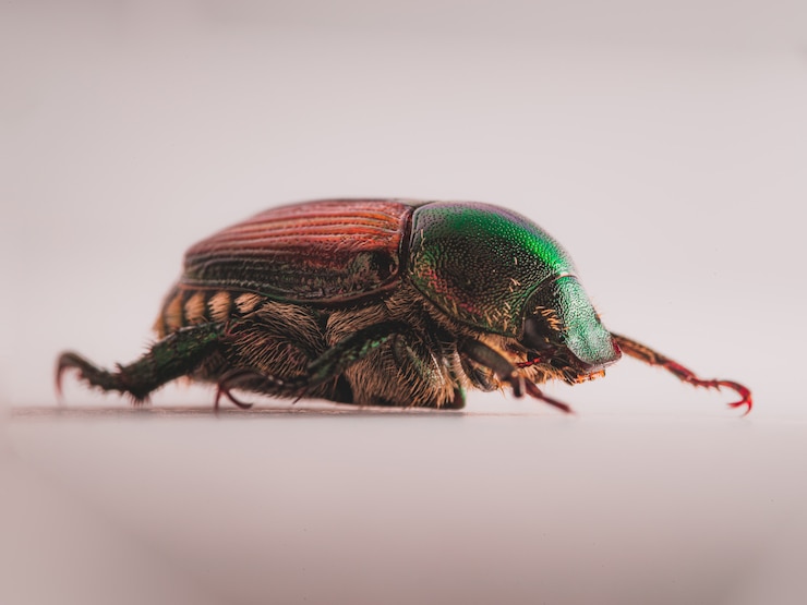 Photo gratuit scarabée japonais (popillia japonica)