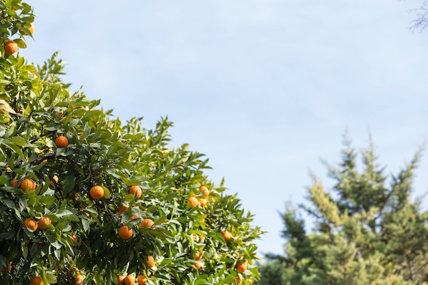 Photo gratuite scène fantastique de l'arbre orange