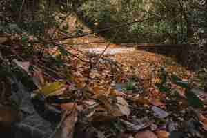 Photo gratuite scène forestière aux feuilles d'automne